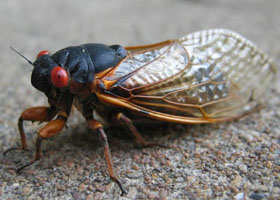 cicada