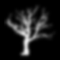 cicada 3301 oak tree